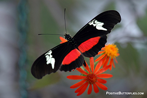 Positive Butterflies