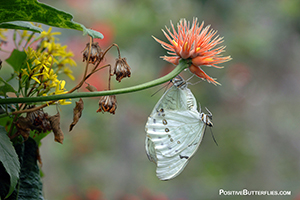 Positive Butterflies